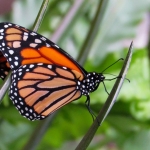 MONARCHVLINDER MONARCHVLINDER