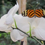 HELICONIUS HECALE HELICONIUS HECALE