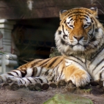 SIBERISCHE TIJGER SIBERISCHE TIJGER