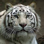 WITTE TIJGER WITTE TIJGER