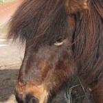 PAARD PAARD
