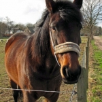 PAARD PAARD