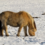 PAARD IN DE SNEEUW PAARD IN DE SNEEUW