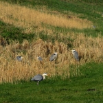 GROEP REIGERS GROEP REIGERS