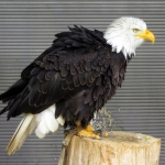 AMERIKAANSE ZEEAREND AMERIKAANSE ZEEAREND
