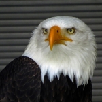 AMERIKAANSE ZEEAREND AMERIKAANSE ZEEAREND