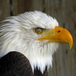 AMERIKAANSE ZEEAREND AMERIKAANSE ZEEAREND