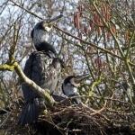 AALSCHOLVERS AALSCHOLVERS