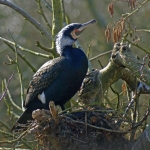 AALSCHOLVER AALSCHOLVER