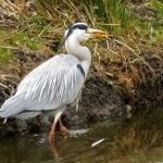 BLAUWE REIGER BLAUWE REIGER