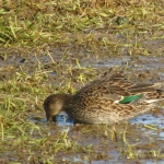 WINTERTALING VROUW WINTERTALING VROUW