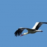 OOIEVAAR in vlucht OOIEVAAR in vlucht