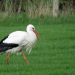 OOIEVAAR OOIEVAAR