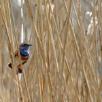 BLAUWBORST BLAUWBORST