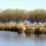 DE GROENE JONKER DE GROENE JONKER