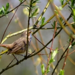 BLAUWBORST BLAUWBORST