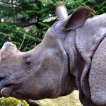 NEUSHOORN NEUSHOORN
