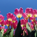 TULPEN TULPEN