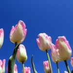 TULPEN TULPEN