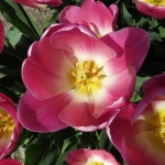 TULPEN TULPEN