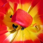 TULP TULP