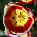 TULP TULP