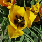 TULP TULP