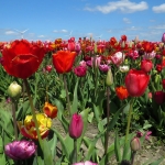 TULPEN TULPEN