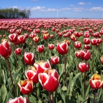 TULPEN TULPEN