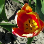 TULP TULP