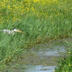 REIGER REIGER