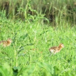 JONGE GRUTTO'S JONGE GRUTTO'S