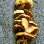 GELE PADDENSTOELEN GELE PADDENSTOELEN