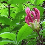 RHODODENDRONKNOP RHODODENDRONKNOP