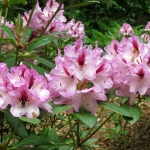 RHODODENDRON RHODODENDRON