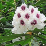 RHODODENDRON RHODODENDRON