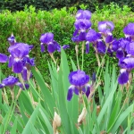 IRISSEN IRISSEN