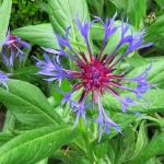 WILDE KORENBLOEM WILDE KORENBLOEM