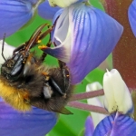HOMMEL HOMMEL