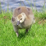 JONGE CANADESE GANS JONGE CANADESE GANS