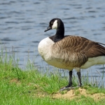 CANADESE GANS CANADESE GANS