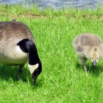 CANADESE GANS MET JONG CANADESE GANS MET JONG