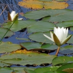 WATERLELIES WATERLELIES
