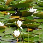 WATERLELIES WATERLELIES