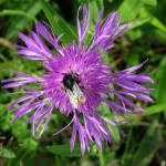 HOMMEL OP KORENBLOEM HOMMEL OP KORENBLOEM