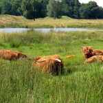 SCHOTSE HOOGLANDERS SCHOTSE HOOGLANDERS