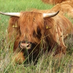 SCHOTSE HOOGLANDER SCHOTSE HOOGLANDER