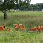 SCHOTSE HOOGLANDERS SCHOTSE HOOGLANDERS