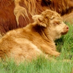 SCHOTSE HOOGLANDER SCHOTSE HOOGLANDER