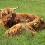 SCHOTSE HOOGLANDERS SCHOTSE HOOGLANDERS
